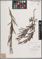 Foto von Salix eleagnos Scop.